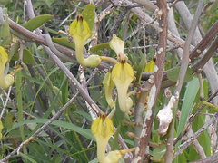 Ceropegia lugardiae image