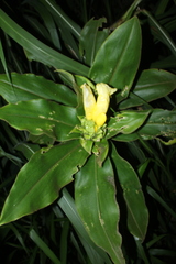 Costus villosissimus