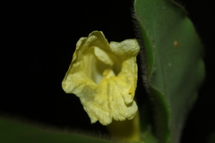 Costus villosissimus