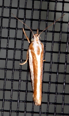 Catoryctis subparallela