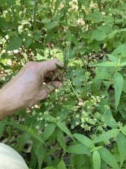 Thaspium trifoliatum flavum