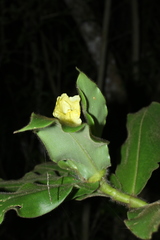 Costus villosissimus