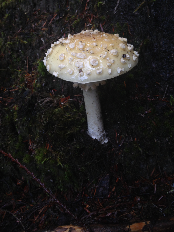 Amanita gemmata image