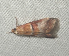 Acrobasis repandana