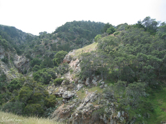 Lyonothamnus floribundus