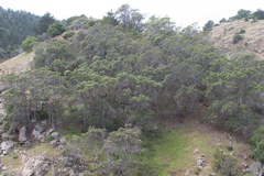 Lyonothamnus floribundus