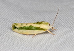 Earias huegeliana