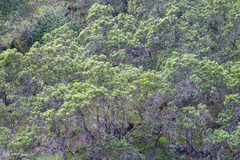 Lyonothamnus floribundus