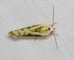 Earias huegeliana