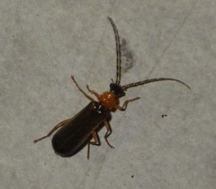 Rhagonycha lutea