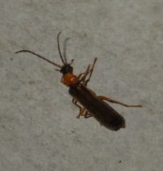 Rhagonycha lutea