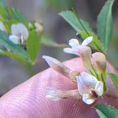 Trifolium monanthum grantianum