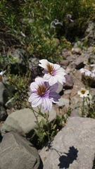 Salpiglossis sinuata