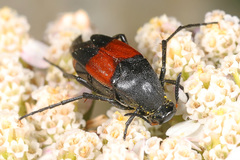 Macrosiagon cruenta