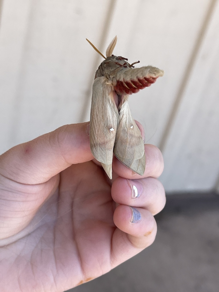 Zephyr Eyed Silkmoth