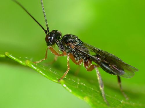 Genus Alysia · iNaturalist
