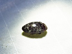 Chelonarium lecontei