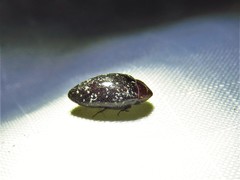 Chelonarium lecontei