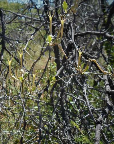 Ceropegia multiflora