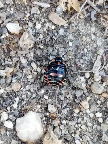 iNaturalist observation photo of Harlequin Bug