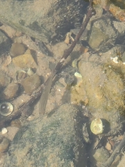 Rhinichthys atratulus