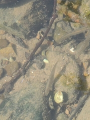 Rhinichthys atratulus