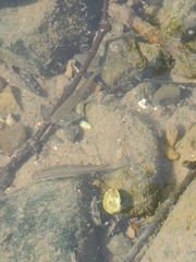 Rhinichthys atratulus