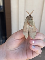 Automeris zephyria