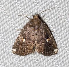 Amyna apicipuncta