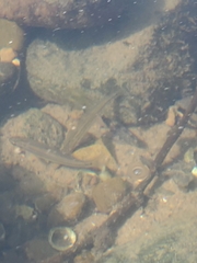 Rhinichthys atratulus