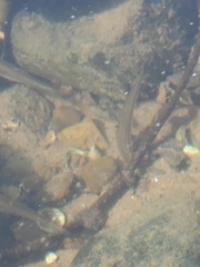 Rhinichthys atratulus