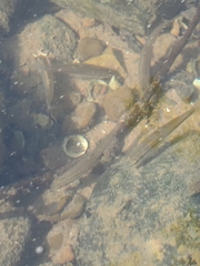 Rhinichthys atratulus