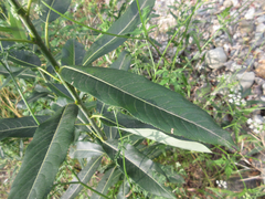 Salix pierotii
