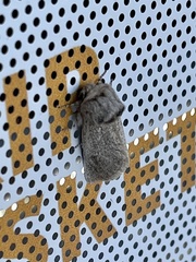 Phyllodesma americana