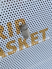 Phyllodesma americana