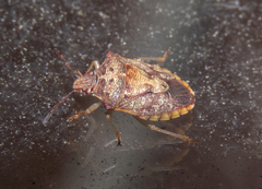 Dendrocoris