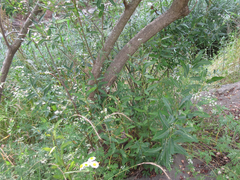 Salix pierotii