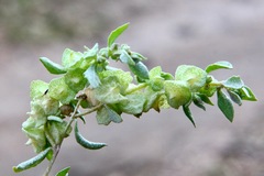 Atriplex lindleyi lindleyi