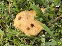 Hydnum repandum repandum