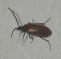 Pseudocistela ceramboides