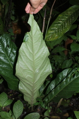 Anthurium fendleri