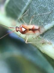 Hyaliodes