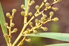 Acacia hakeoides