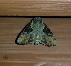 Lateroligia ophiogramma