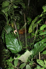 Anthurium fendleri