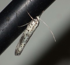 Yponomeuta irrorellus