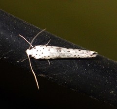 Yponomeuta irrorellus