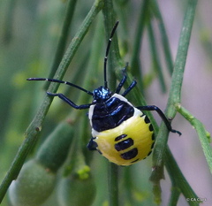 Commius elegans