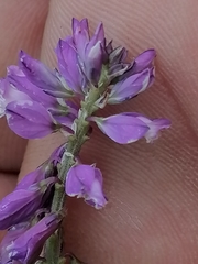Polygala hybrida