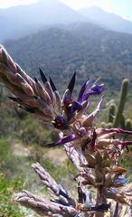 Puya coerulea